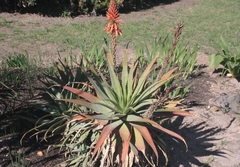 Aloe glauca
