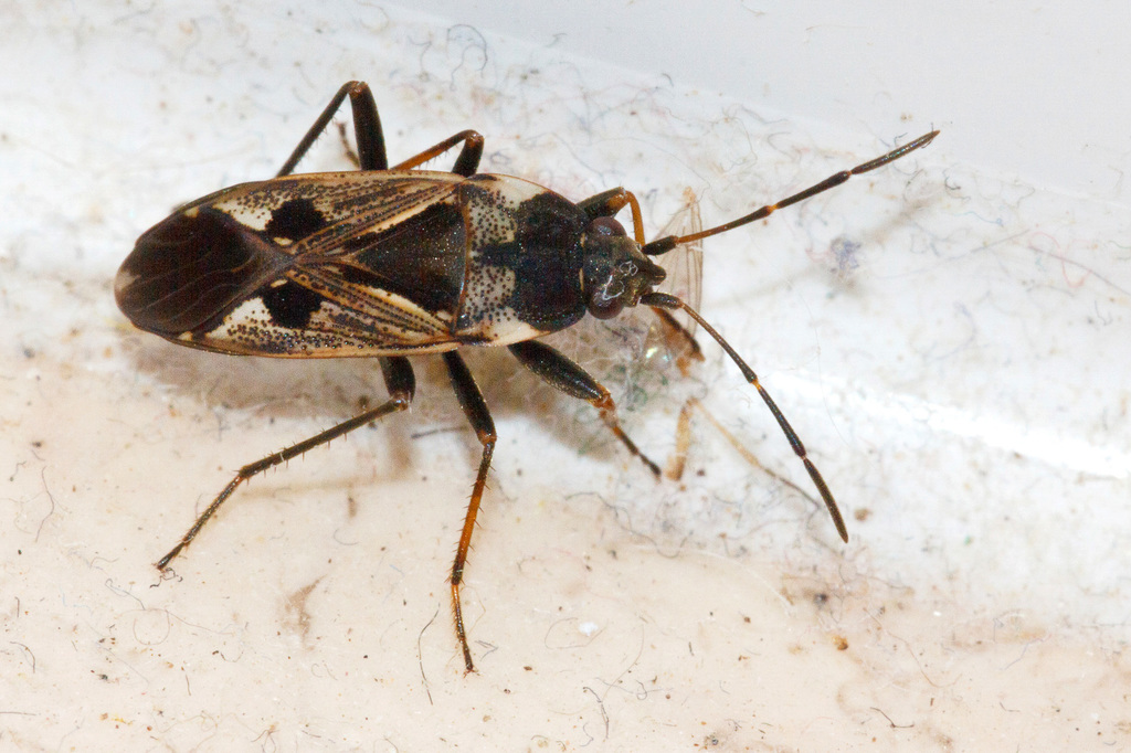 bright-spotted groundbug
