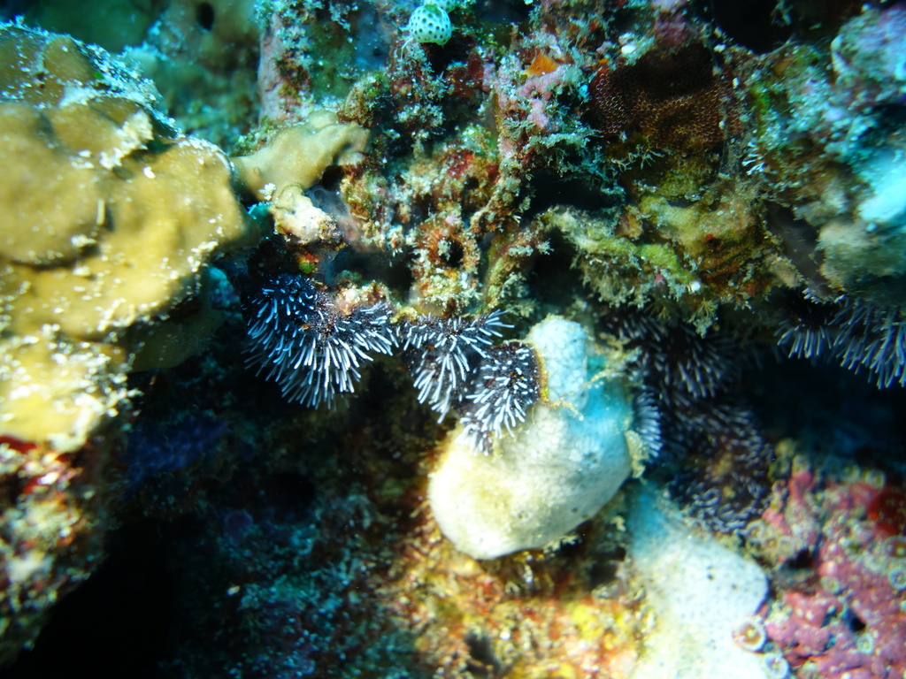 Zanclea divergens (Zanclea divergens)
