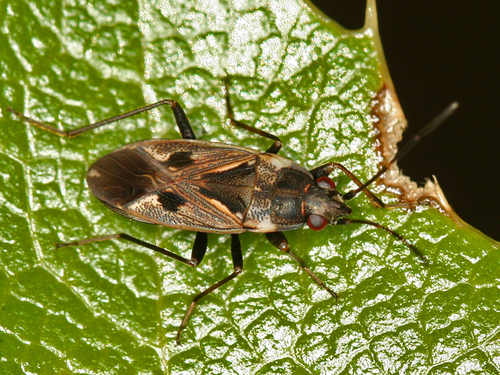 bright-spotted groundbug