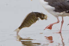 Amphistichus argenteus