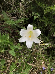 Lilium longiflorum