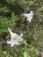 Lilium longiflorum