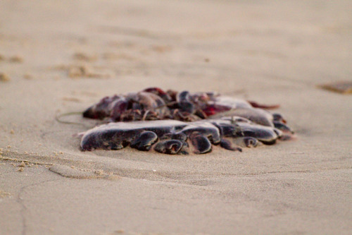 photo of Black Jelly (Chrysaora achlyos)