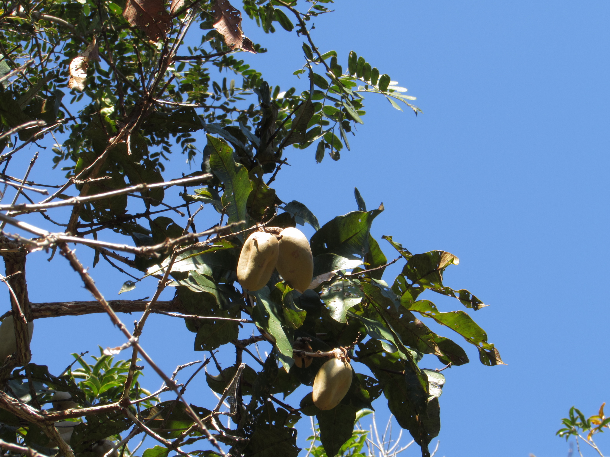 Qualea grandiflora