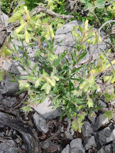 Onosma pseudoarenaria, photograph 3