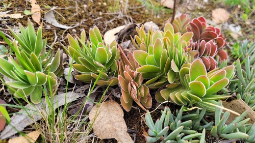 Crassula ciliata