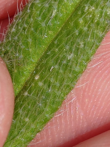 Onosma pseudoarenaria, photograph 4
