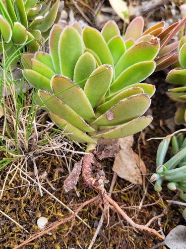 Crassula ciliata
