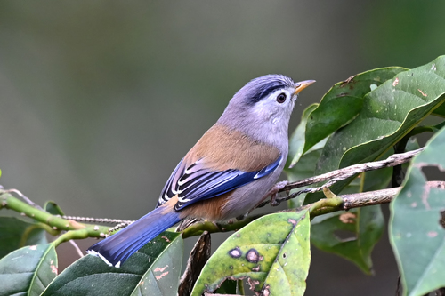 Blue-winged Minla