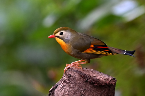 Red-billed Leiothrix, 8QR5+CQF Pangolakha Wildlife Sanctuary, Sikkim 737131, India, photo 6 of 10