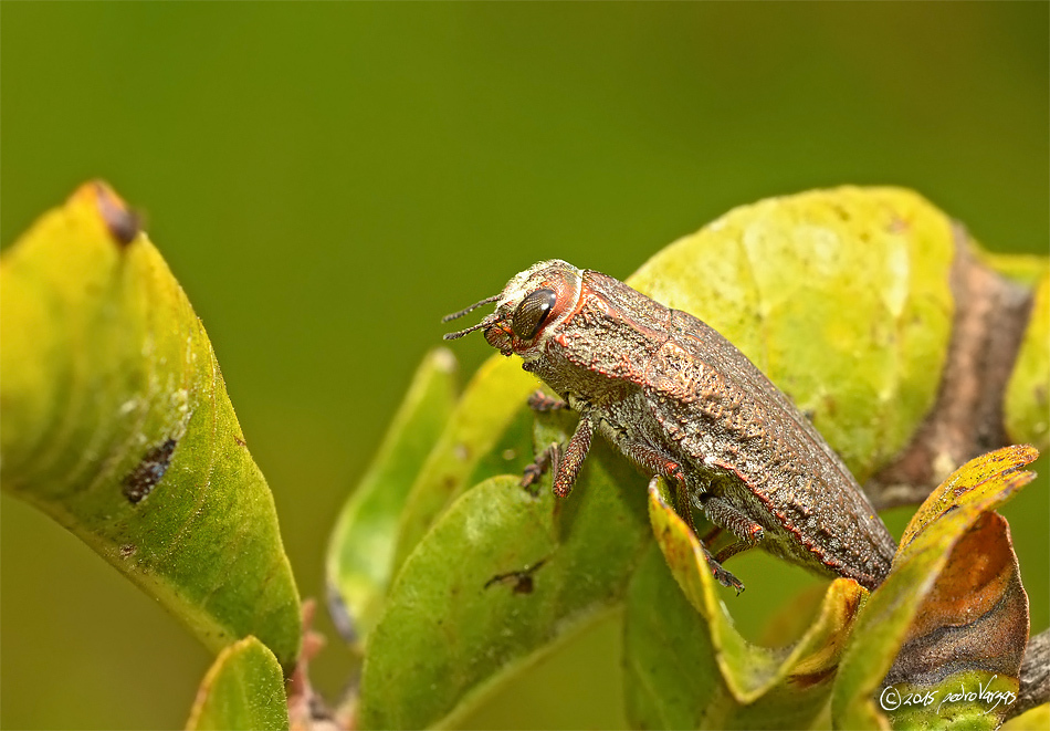 Ectinogonia buquetii
