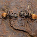 Camponotus chilensis - Photo (c) pedro vargas,  זכויות יוצרים חלקיות (CC BY-NC)