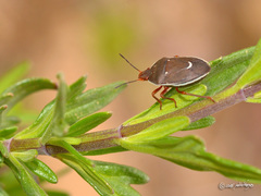Neoacledra haematopus