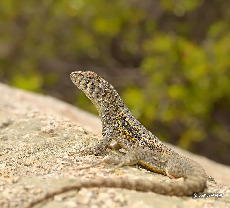 Peak Tree Iguana