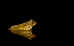 Rhinella atacamensis