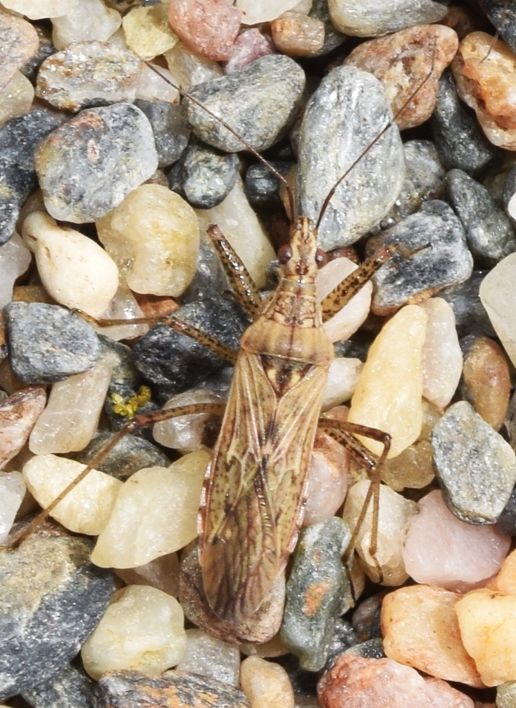 Nabis reuterianus