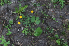 Ranunculus fallax