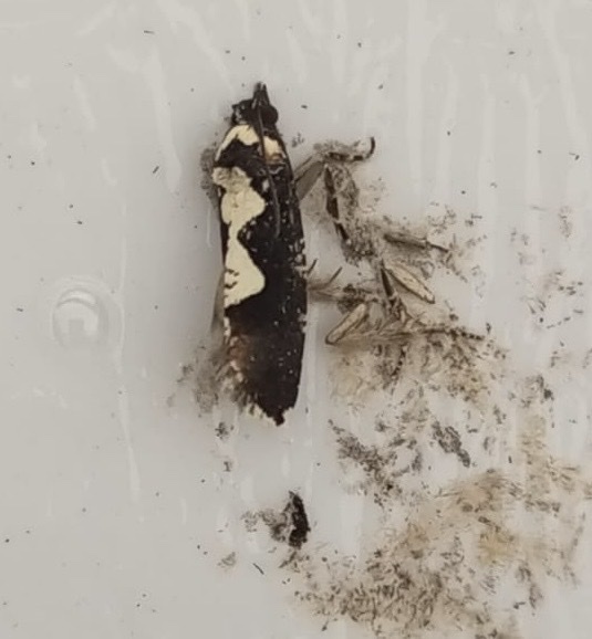 Dracontogena