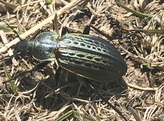Carabus maeander