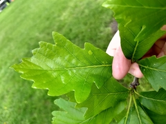 Quercus bicolor