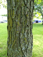 Quercus bicolor