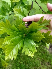 Quercus bicolor