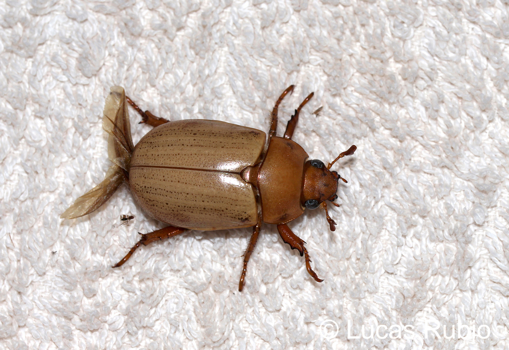 Pelidnota unicolor