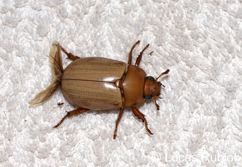 Pelidnota unicolor