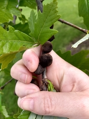 Quercus bicolor