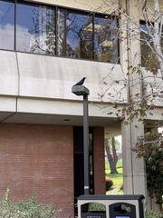 Corvus brachyrhynchos