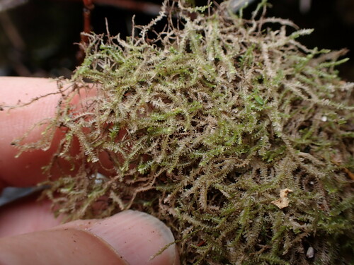 Image of Diplophyllum taxifolium by no rights reserved