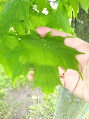 Acer saccharum