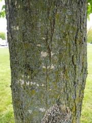 Acer saccharum