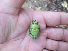 Chrysina laniventris