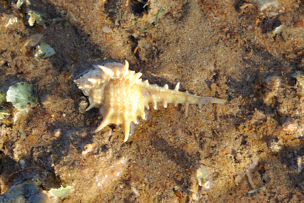 Murex coppingeri from Port Hedland on April 13, 2024 at 07:13 AM by ...