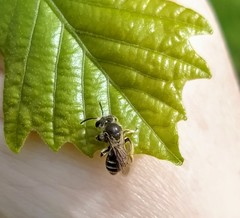 Anthophila