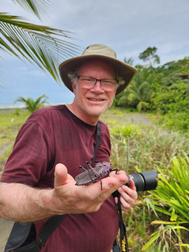 Reticulate lubber grasshopper in April 2024 by Patrick Jackson ...