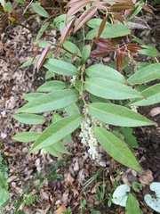 Leucothoe