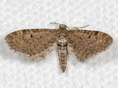 Eupithecia strattonata