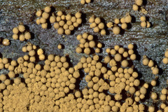 Cribraria argillacea