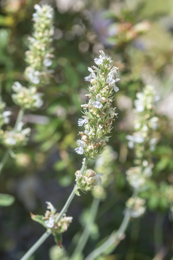 Nepeta argolica