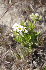Tournefortia sibirica