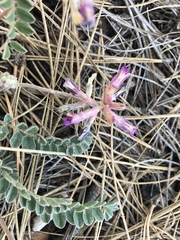 Astragalus tephrodes