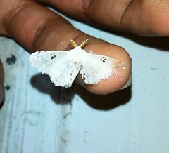 Penicillifera apicalis