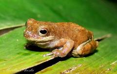 Dendropsophus timbeba
