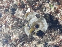 Padina mexicana