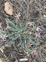 Astragalus tephrodes