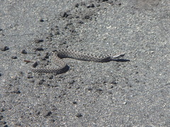 Crotalus triseriatus