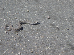 Crotalus triseriatus